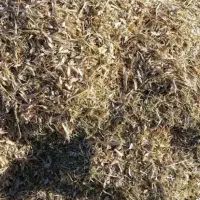 کاه لوبیا خوب