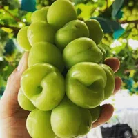 مشاوره و فروش نهال های مثمر و غیر مثمر|خدمات باغبانی و درختکاری|تهران, آرژانتین|دیوار