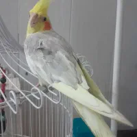 عروس هلندی نر