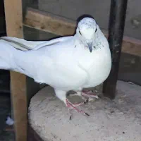 ماده کفتر جوون