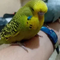 مرغ عشق انگلیسی طوطی کوتوله برزیلی عروس هلندی|پرنده|بجنورد, |دیوار