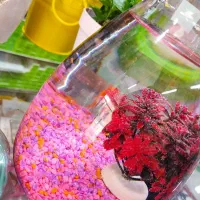 تنگ ماهی، سبزه عید، خوشه گندم محدوده رسالت