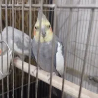 عروس هلندی نر