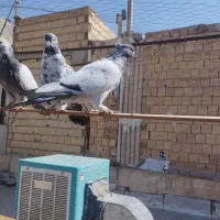 کفتر پرشی