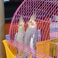 عروس هلندی سخنگو