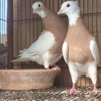 کفتر طوقی بردار طوق سرخ