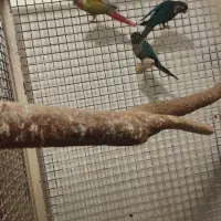 با سلام فروش گرینچک نره کار داد ضمانتی|پرنده|ایرانشهر, |دیوار