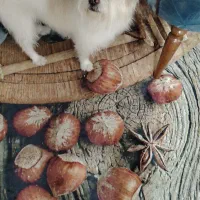 نژاد شیتزو تری|سگ|اصفهان, رهنان|دیوار