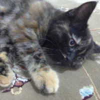 واگذاری گربه بریتیش