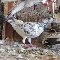 نر پلاکی خال سیاه