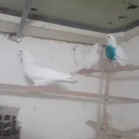 کبوتر|پرنده|قم, وادی السلام|دیوار