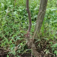 فروش نهال کیوی هایوارد ۳ ساله|گل و گیاه طبیعی|تولم شهر, |دیوار