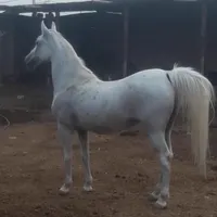 مادیان ترکی