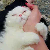 گربه ماده فهل آماده جفت گیری