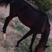 اسب ترکمن نر دو نیم ساله