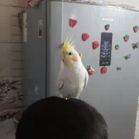 عروس هلندی نر لتینیو|پرنده|سلامی, |دیوار