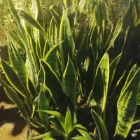 گل طبیعی ارزان تر ازهمه جا