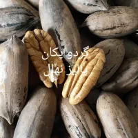 نهالستان گردو و بادام دیرگل و پر بار پالیز|خدمات باغبانی و درختکاری|اصفهان, آزادگان|دیوار