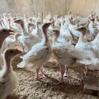 جوجه بوقلمون بیوتی سیکس یکماه وزن یک کیلو