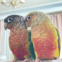 دو جفت گرینچیک