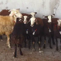 بره ماده عتیقه|حیوانات مزرعه|بروجرد, |دیوار