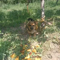 سگ پاکوتاه|سگ|صائین قلعه, |دیوار