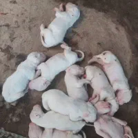 واگذاری توله داگو ارژانتینو|سگ|قائمشهر, |دیوار