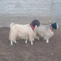 بز ترکی روزگاری،میش،بره،بزغاله