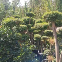 نهال وگل وگیاه|خدمات باغبانی و درختکاری|مشهد, یاغون آباد|دیوار