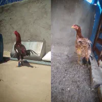 مرغ و خروس لاری