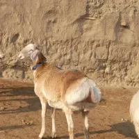 بره چینی زرد درجه۱