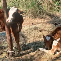 فروش گوساله جرسی نر با قیمت مناسب