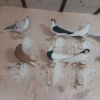 ۱۵ کفتر دم سفید ساده کله