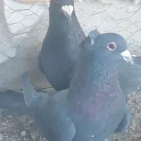 فروش ۲عددکلاغ