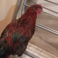 خروس چهل تاج