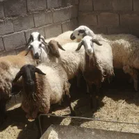 شش عدد میش چاق برای کش|حیوانات مزرعه|طبس, |دیوار