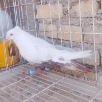 نر دم قهوه ای