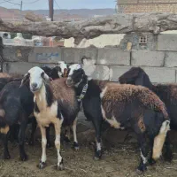 سلام دوستان ۷ تا میش درجه یک فروش میرسه|حیوانات مزرعه|قلندر آباد, |دیوار