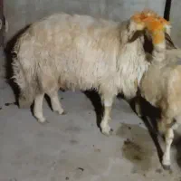 قوچ سنجابی درجه یک|حیوانات مزرعه|چرداول, |دیوار