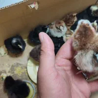 دستگاه جوجه کشی 96تایی|لوازم جانبی حیوانات|آبسرد, |دیوار