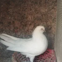 نر نوک ریز|پرنده|برخوار, |دیوار