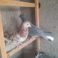 نرو ماده های ضمانتی فقط۱بار خرید کن|پرنده|کاشان, آیت الله سعیدی|دیوار