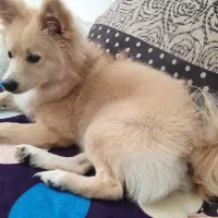 گمشده محدوده هشتگرد|حیوانات|هشتگرد, هشتگرد قدیم|دیوار