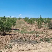 باغ-بادام-مثمر-شوراب