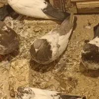 کبوتر سینه ای کله دمی