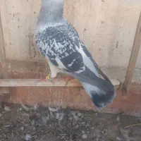 6 تا صید