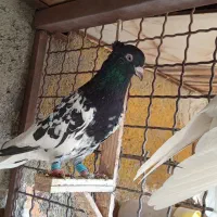 کفتر|پرنده|مشهد, شهید قربانی|دیوار