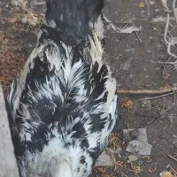 اردک و غاز|حیوانات مزرعه|ایرانشهر, |دیوار