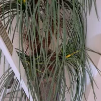 گلدان مصنوعی|گل مصنوعی|اصفهان, شهید رجایی|دیوار