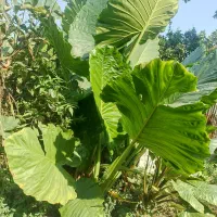 گل بابا ادم جاینت تنه دار|گل و گیاه طبیعی|کتالم و سادات شهر, |دیوار